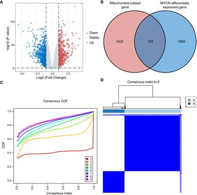 A mitochondria-related genes associated neuroblastoma signature - based on bulk and single-cell transcriptome sequencing data analysis, and experimental validation